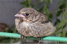 towheesmall.jpg