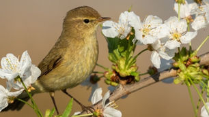Restoring Wings to the Wild