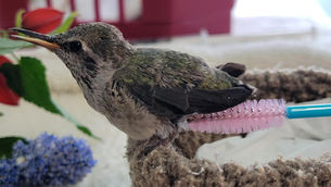 As Luck Would Have It, We Have Babies!!!