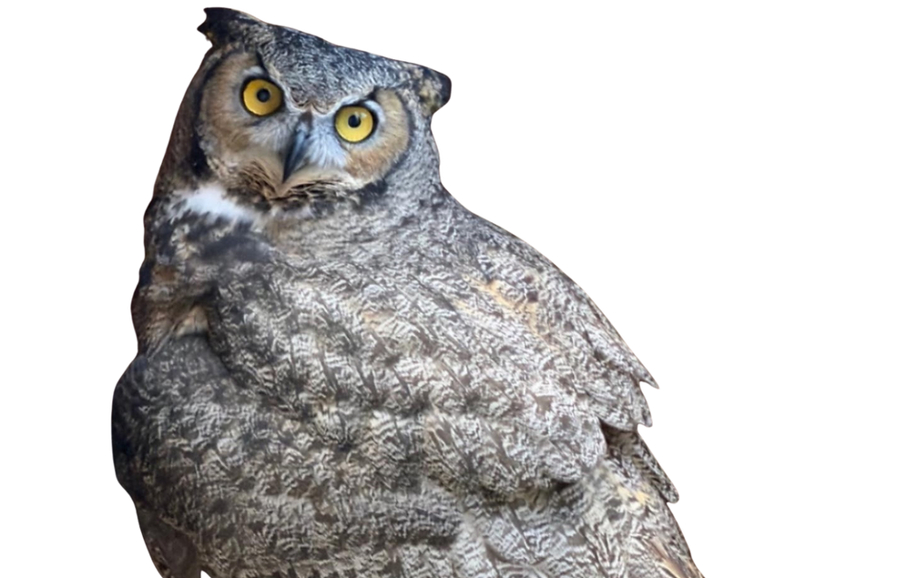 5b02d4f1-5867-4d22-b9ef-ae94e02131bb.png