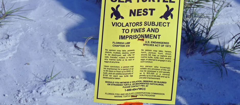 Sea Turtle Nesting Season is Here!