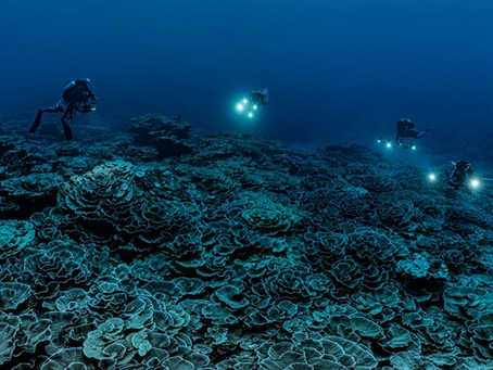 Rare coral reef discovered near Tahiti is ‘like a work of art’, says diver