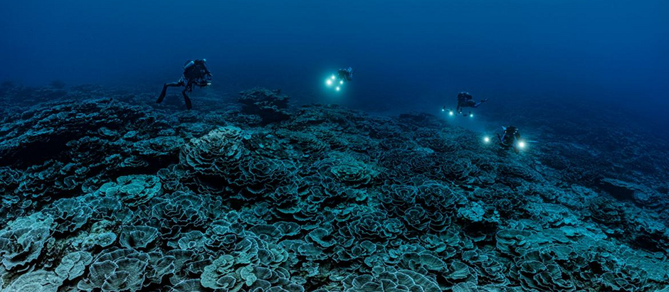 Rare coral reef discovered near Tahiti is ‘like a work of art’, says diver