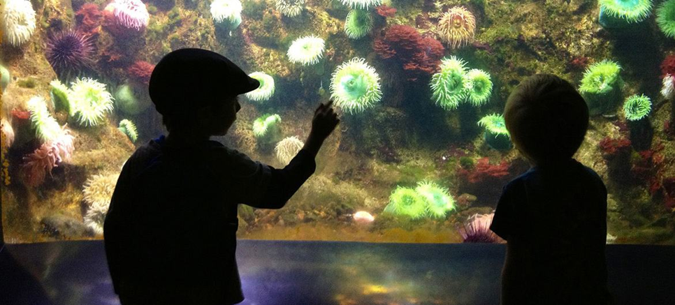 Teach Your Kids to Clean the Ocean