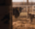 Black cow with colored ear tags standing in a hay-covered pen at Weller Beef Farm.