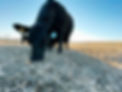 Close-up of tagged black calf eating grain on pasture at Weller Beef Farm in Missouri.