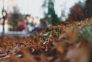 :: a wild longing ::