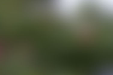 :: joyous expectation ::