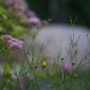 :: to feel such beauty... ::