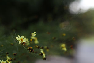 :: to go aside, to become still ::