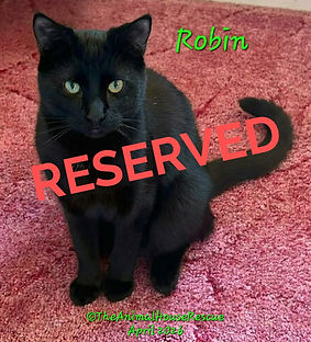 Robin April2026_edited.jpg