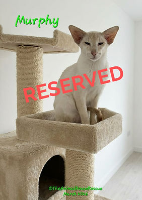 Murphy March 2026_edited.jpg