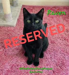 Raven April2026_edited.jpg