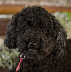 トイプードルVくん | プードル牧場