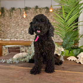 トイプードルVくん | プードル牧場