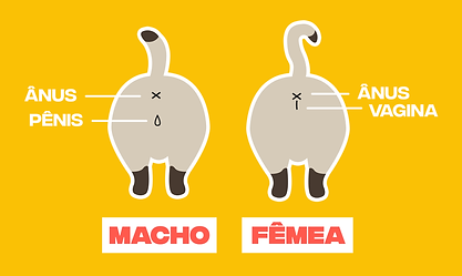 Cópia de ilustrasexo.png