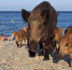 sanglier-varois-sur-la-plage-faune-varoise.jpeg