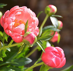 flore-varoise-rose-du-var.jpg