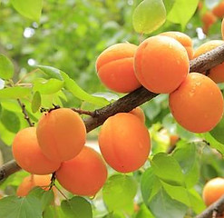 maraichers-varois-agriculteurs-abricots-du-var.jpg
