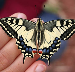 papillons-var-jardin-des-papillons-la-celle.jpg