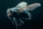 Dead Fly 2.0.jpg