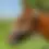 Thumbnail: Sheepskin Halter