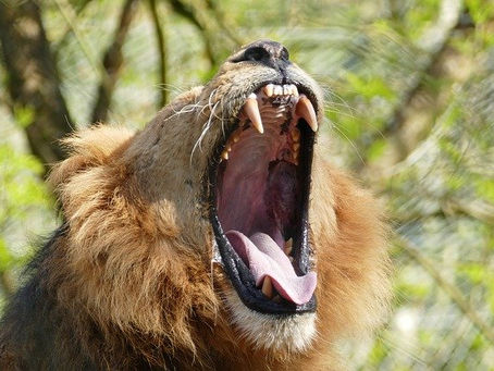Fight, Flight, or Freeze: Exploring our Stress Responses