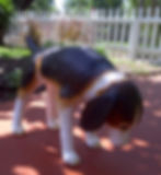 sniffing dog