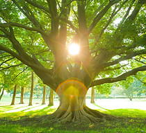 Groß (Baum und Licht 2).jpeg