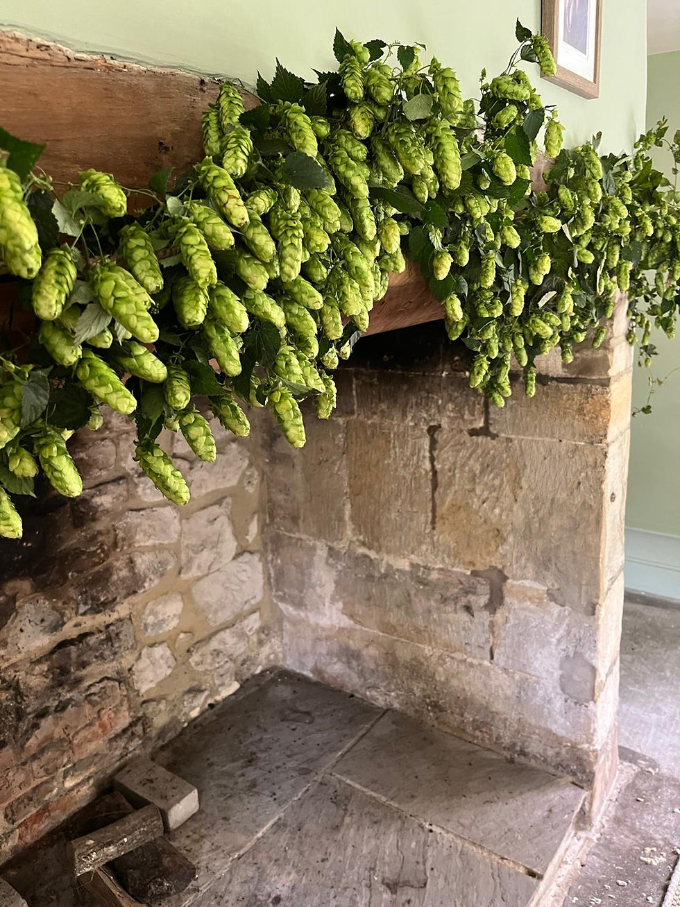 Thumbnail: Fresh Hop Bine