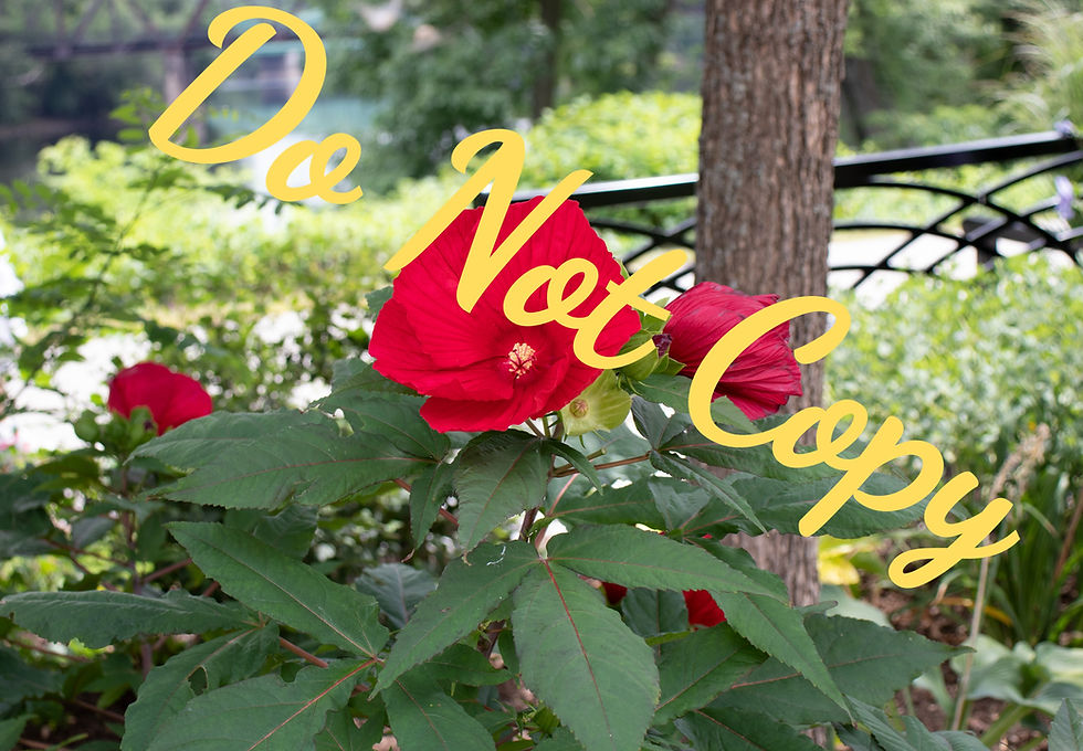 Auburn, Maine Riverwalk Large Red Flowers