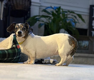 Dachshund Mix on a white carpet curiously looking forward in "Because We Love Our Pets" section