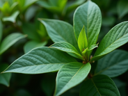 What Makes Fadogia Agrestis a Unique Herbal Solution