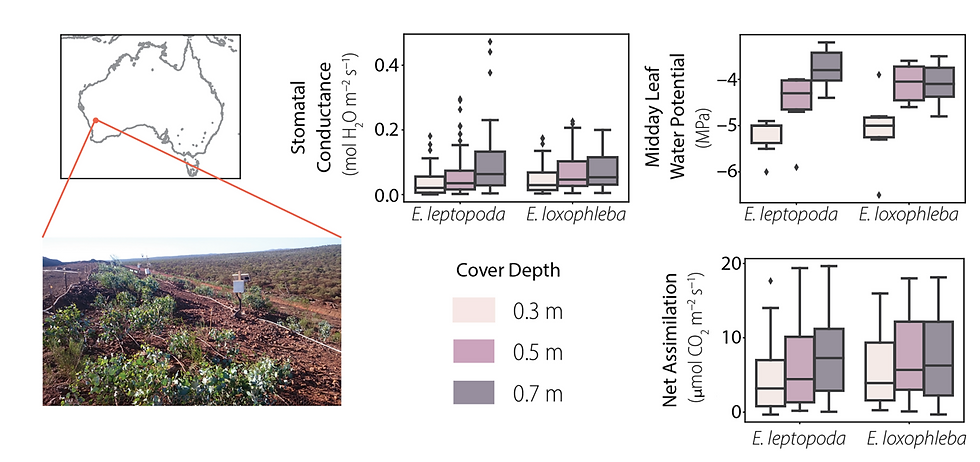 Stomatal conductance, leaf water potential and carbon assimilation varied with the depth of soil covers  (0.3, 0.5, and 0.7 m)  for two Eucalyptus species at a rehabilitated mining site in Western Australia.  Overall, the data suggest that the plants on deeper soil covers were doing more gas exchange and photosynthesis, with less stress (less negative leaf water potentials at midday) than the plants on shallower soil covers.