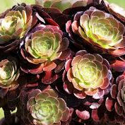 Aeonium