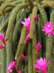 Disocactus (Cactus cola de rata)