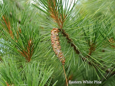 Pine-Needle-Infused-Oil-for-Rheumatism-and-Arthritis-Eastern-White-Pine.jpeg