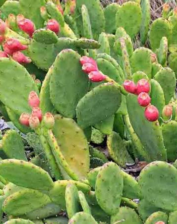 Opuntia (Nopal)