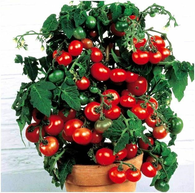 Cherry Tomato