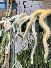 Cleistocactus (Monkey Tail Cactus)