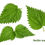 Thumbnail: Nettle Leaf Tincture