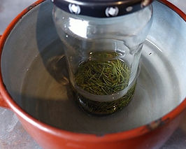 Pine-Needle-Infused-Oil-for-Rheumatism-and-Arthritis-sit-the-jar-in-warm-water.jpeg
