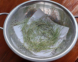 Pine-Needle-Infused-Oil-for-Rheumatism-and-Arthritis-pine-needles.jpeg