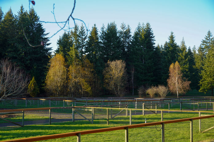 Paddocks turn-out horse care show jumping stable Oregon