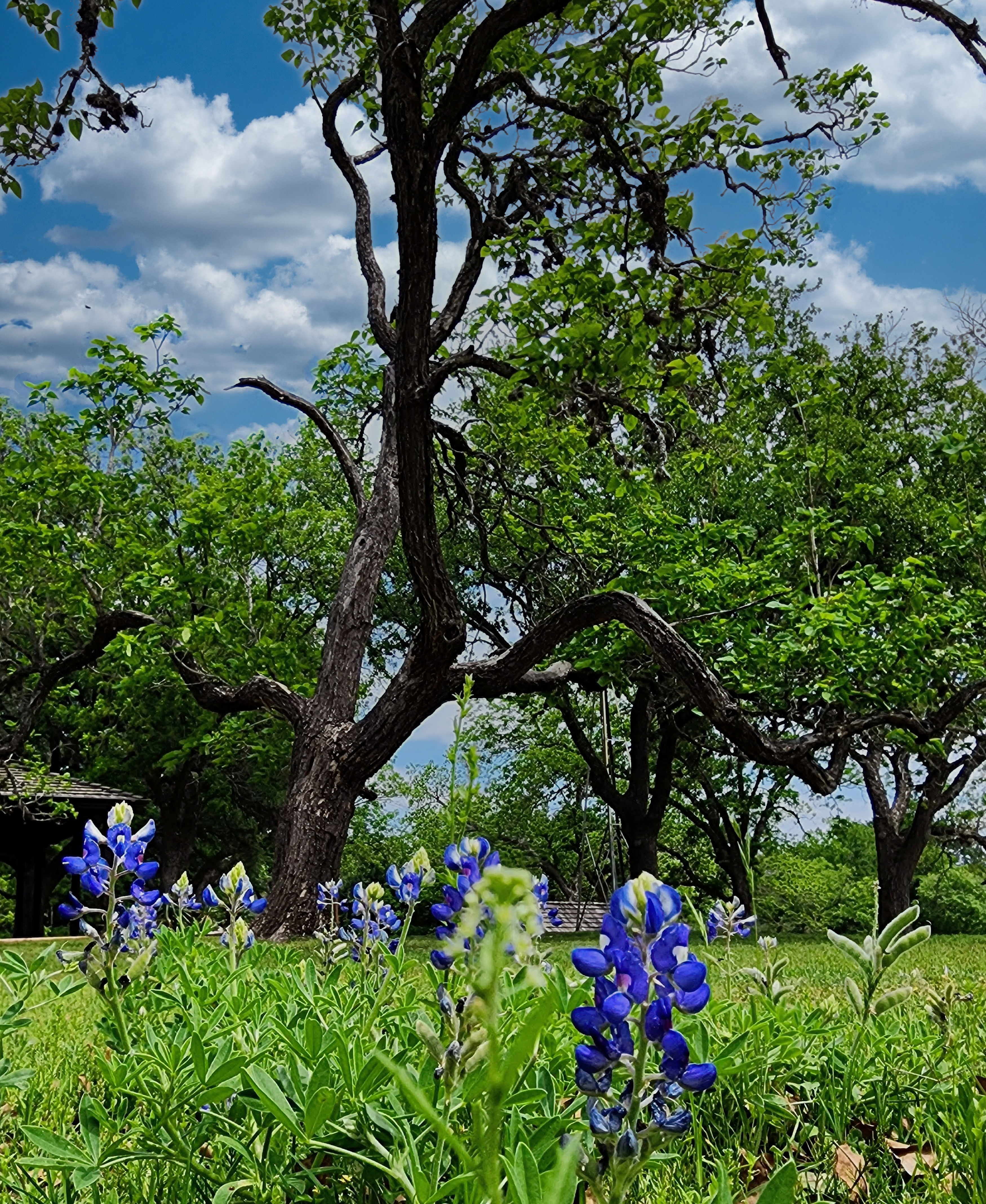 President Lyndon B Johnson Ranch BlueBonnetts-11X14 Downloadable Prints