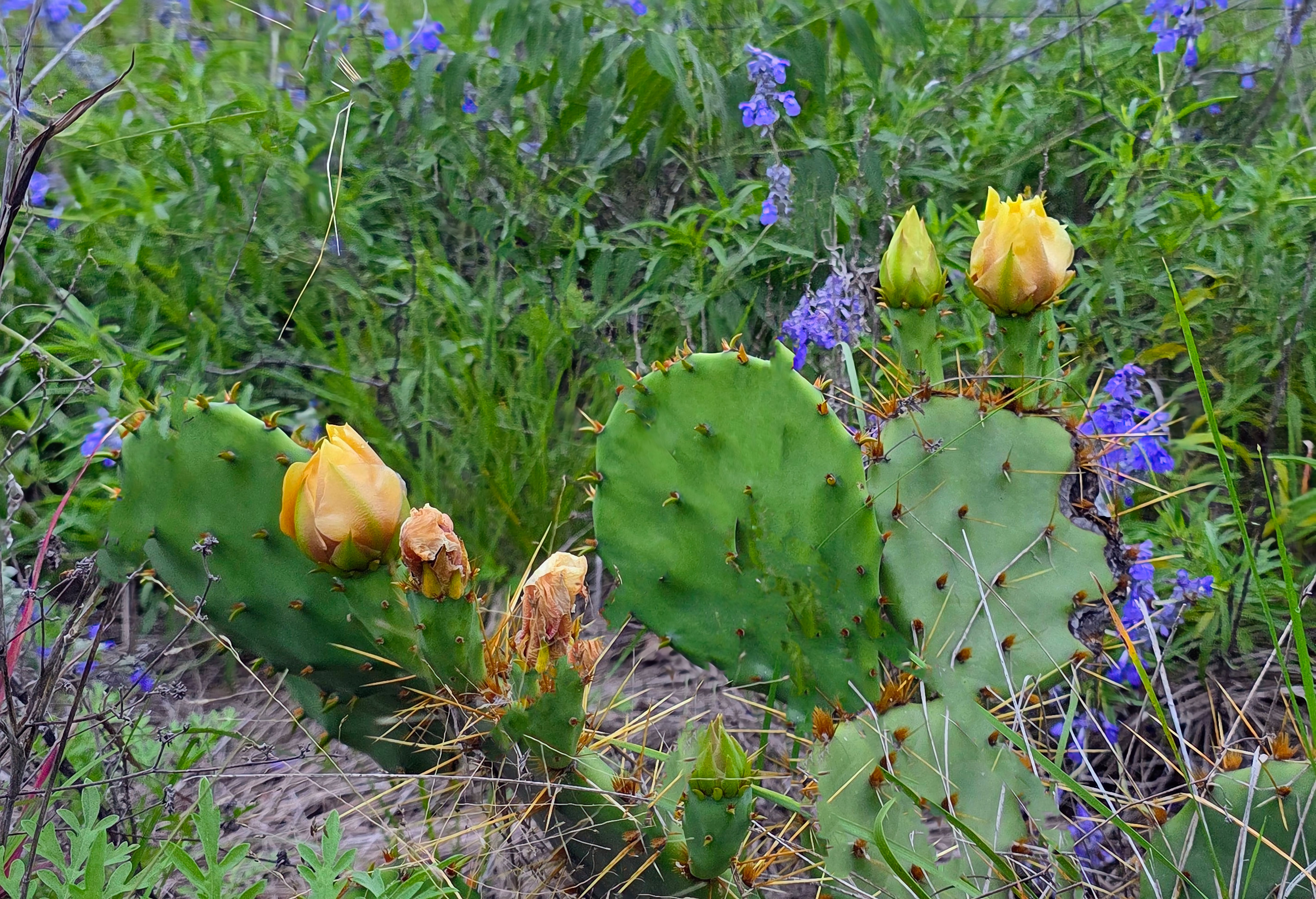 Cactus Hearts in Wildflower Veils- 11x14 Downloadable Print