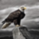 Black Flag and eagle.jpg