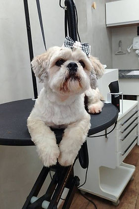 lun banho e tosa.jpg