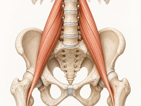 Der Muskel, der nicht nur deine Hüfte bewegt: Was dein Psoas mit Stress, Atmung und innerer Anspannung zu tun hat