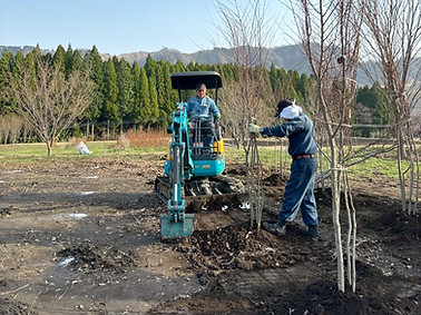 移植作業